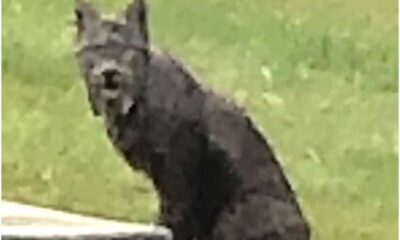 black-canada-lynx-phot