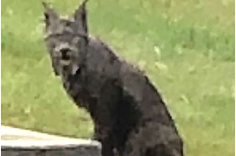 black-canada-lynx-phot