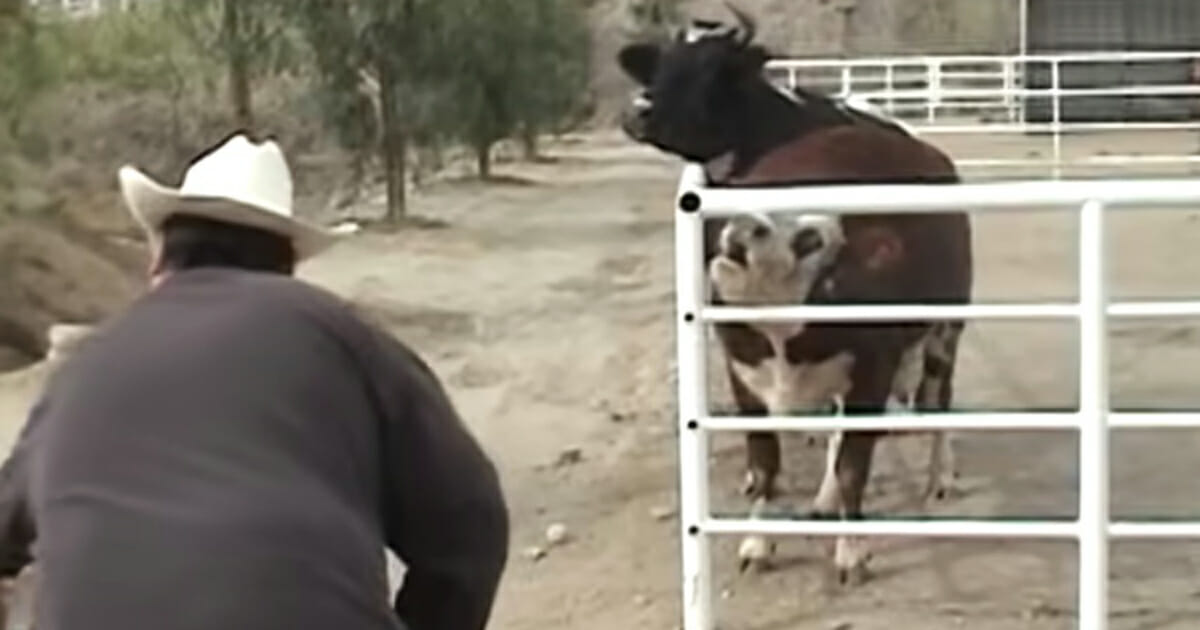 cowcrying