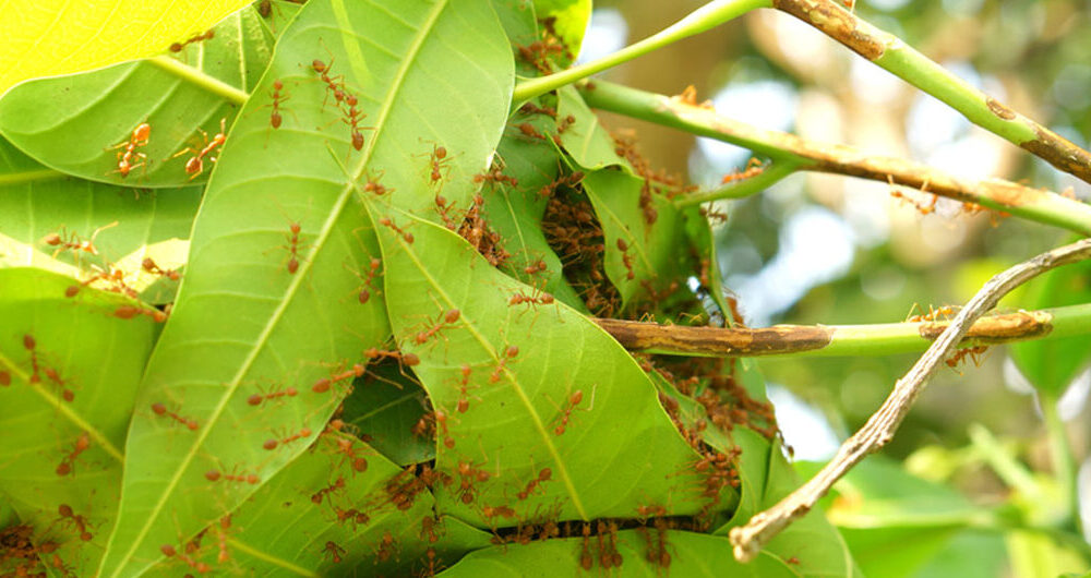 redfireantsbuildingnest-antsnestfromtheleaves