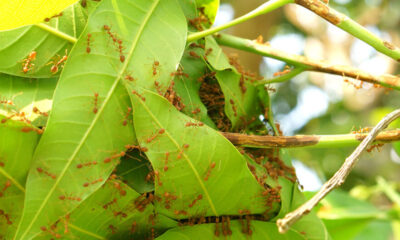 redfireantsbuildingnest-antsnestfromtheleaves