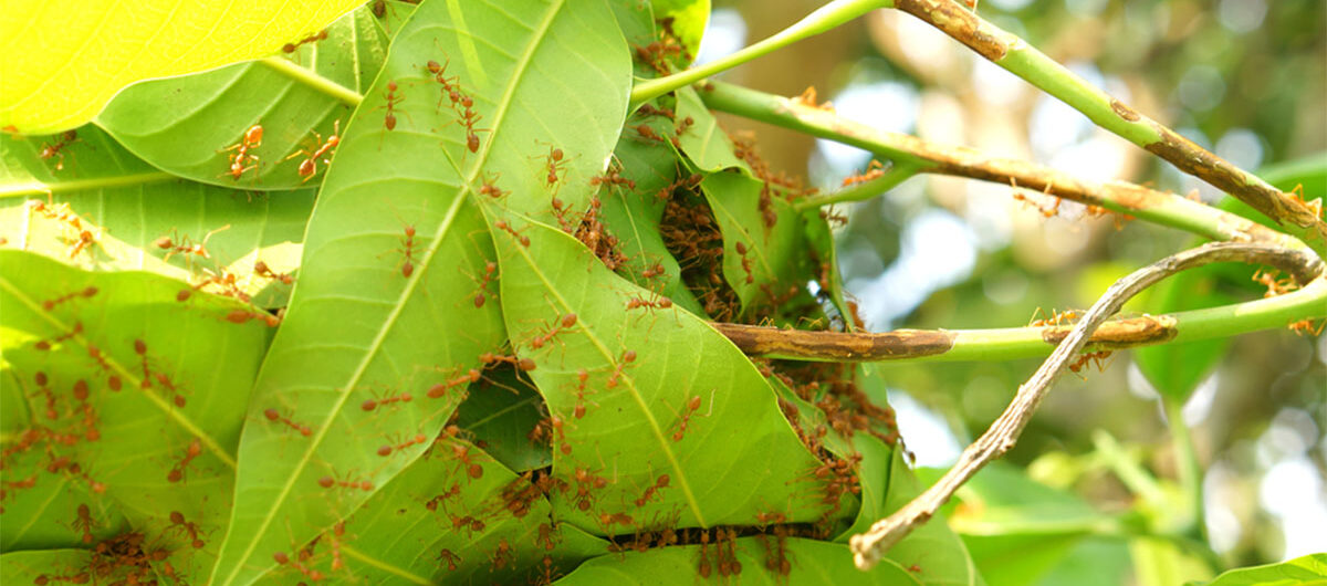 redfireantsbuildingnest-antsnestfromtheleaves