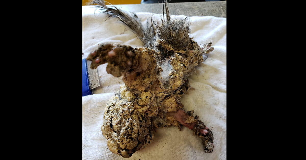 squirrel