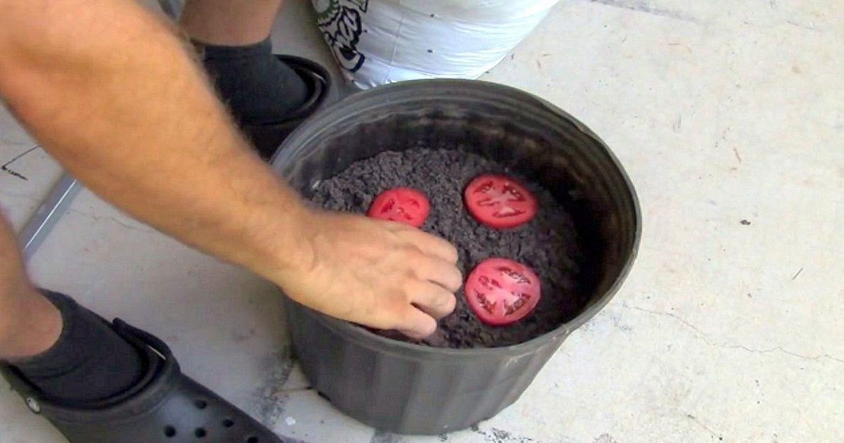 tomatoes
