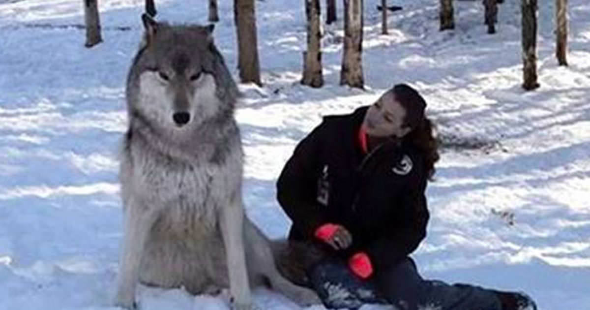 wolf-woman