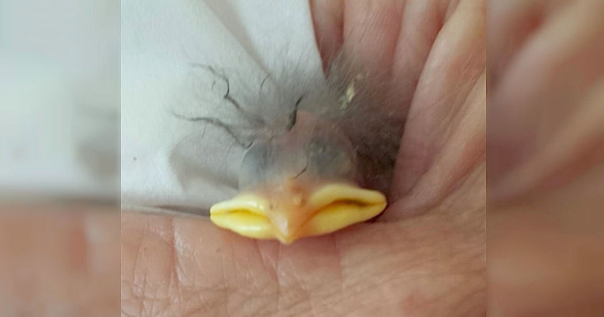 bird