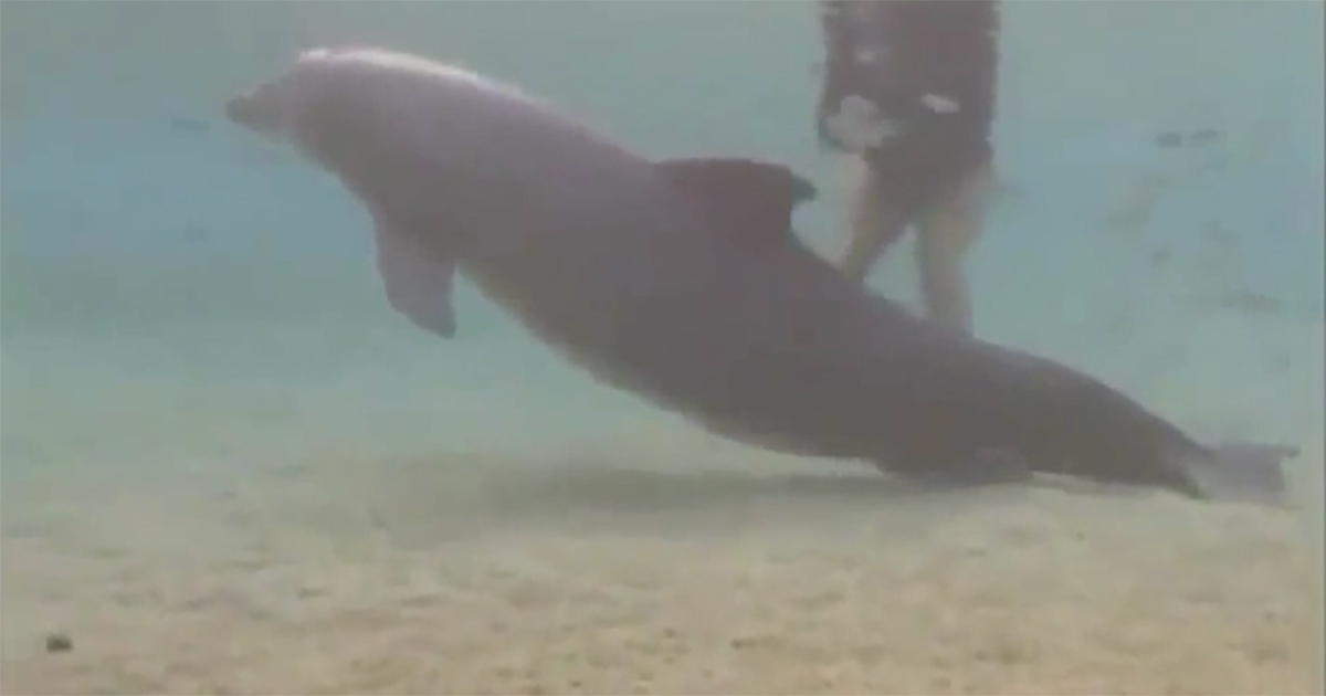 delfin2