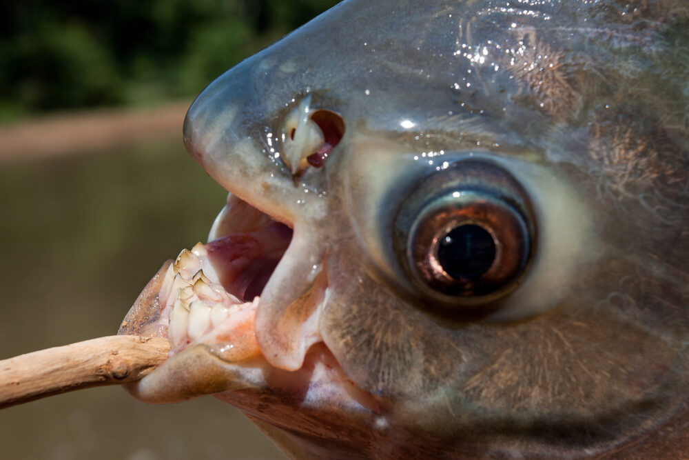 mouthwithteethofthepacufish