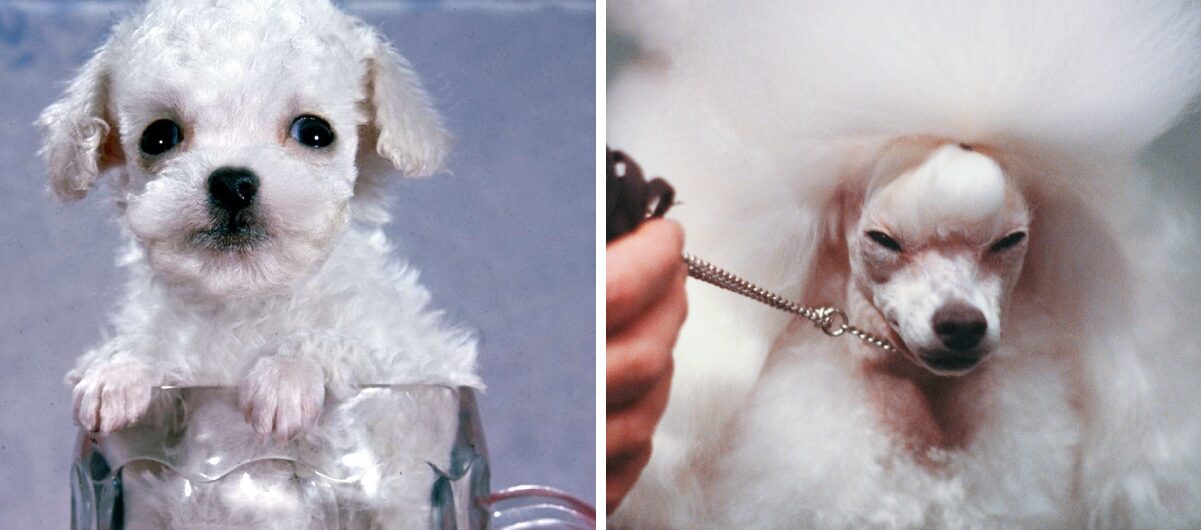 toy-poodle-fi-1201x530