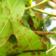 redfireantsbuildingnest-antsnestfromtheleaves-2