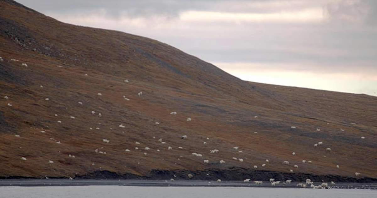 polar-bears