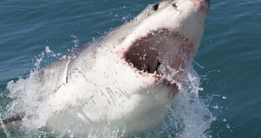 greatwhitesharksouthafrica