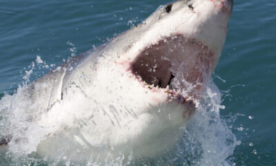 greatwhitesharksouthafrica