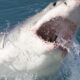 greatwhitesharksouthafrica