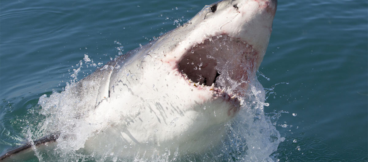 greatwhitesharksouthafrica