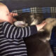 dog_and_baby-1