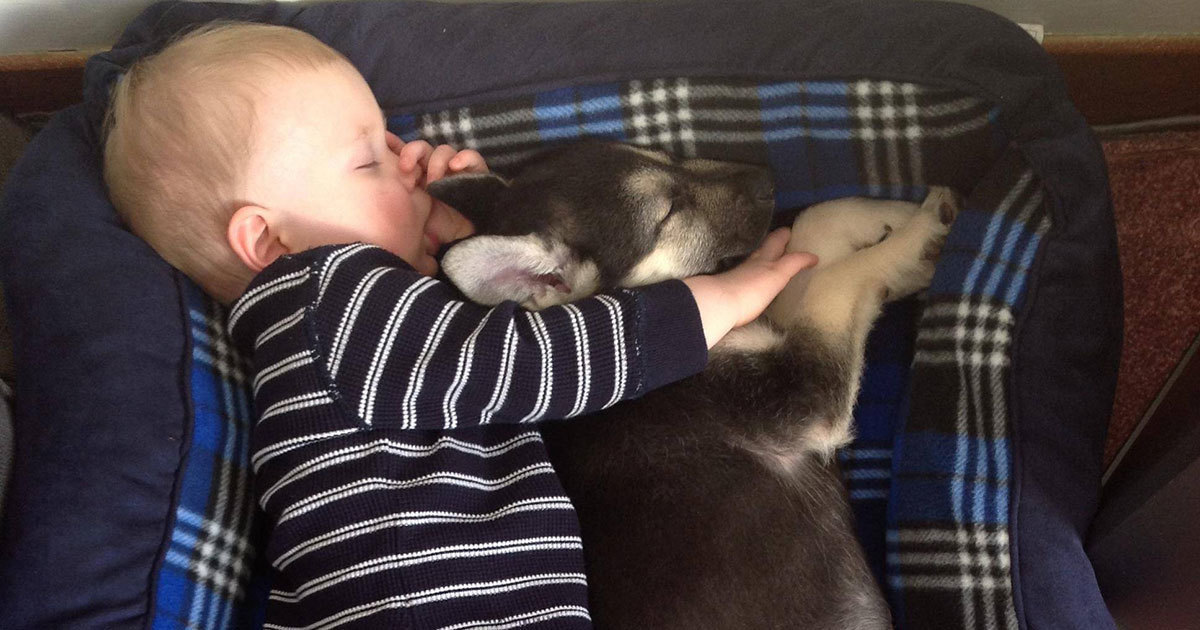 dog_and_baby-1