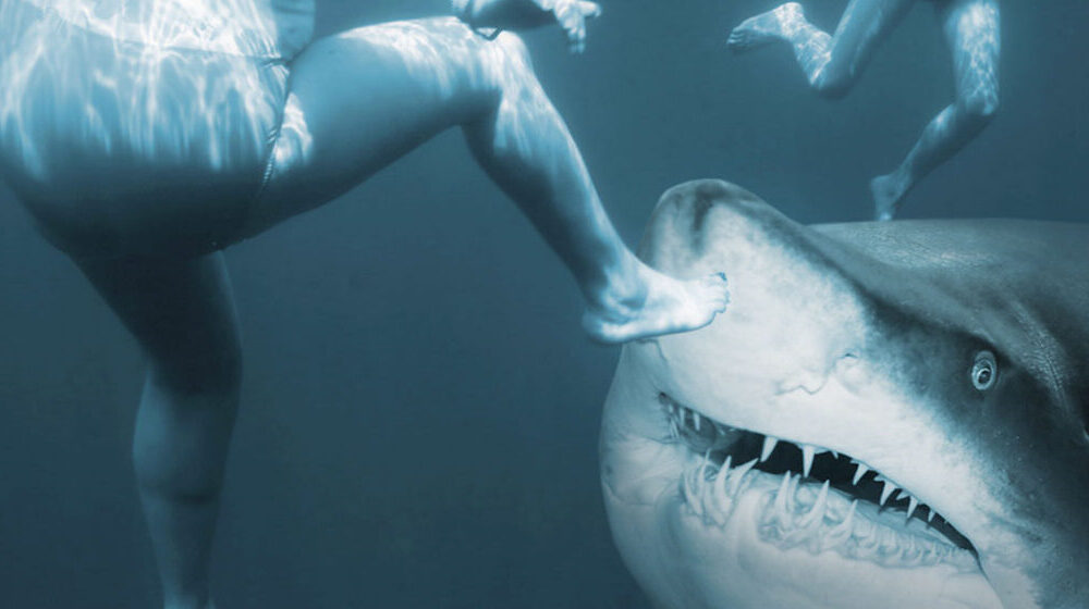 sharkattack-lifeinsuranceconcept-2