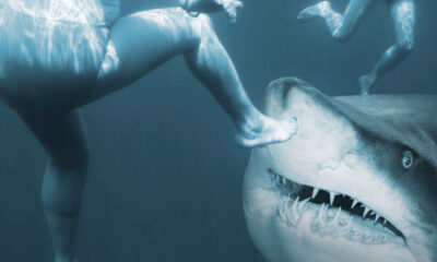 sharkattack-lifeinsuranceconcept-2