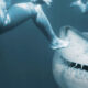 sharkattack-lifeinsuranceconcept-2